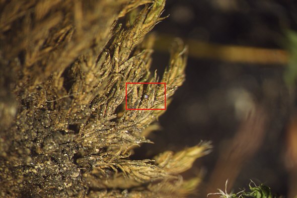 [ Tardigrade "tun" on a dry moss cushion 1 ]